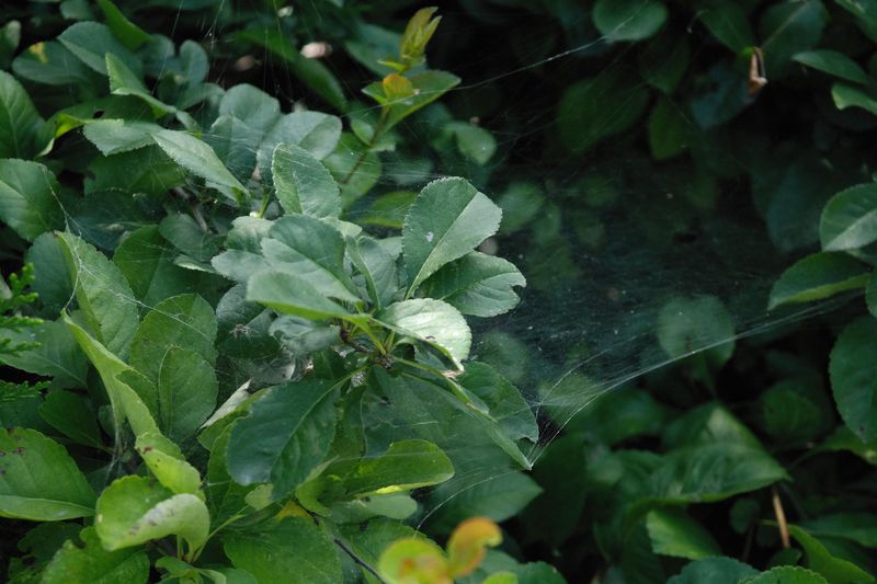 Less Yard Maintenance Leaves Webs Unnoticed