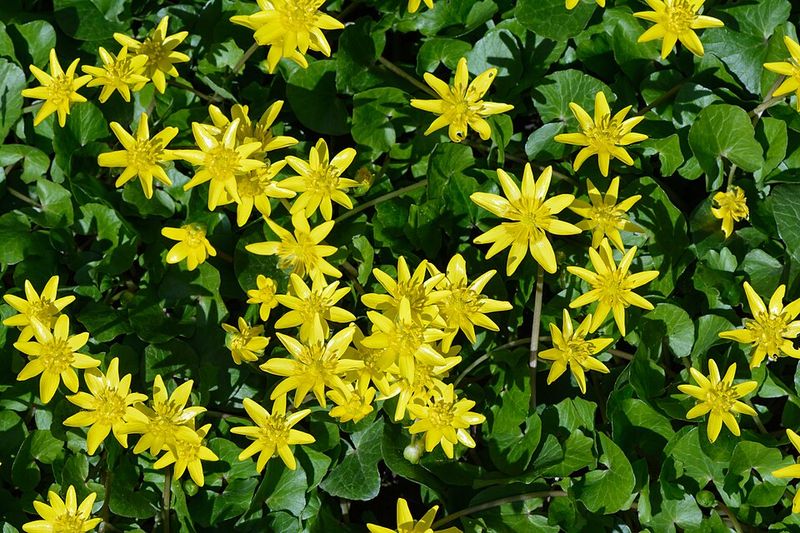Lesser Celandine Can Carpet The Ground Before Spring Wakes Up