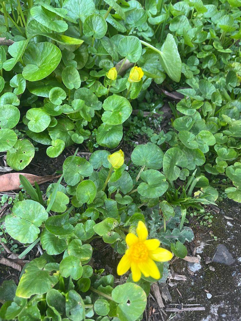 Lesser Celandine Forms A Spring Carpet Fast Lesser Celandine Forms A Spring Carpet Fast