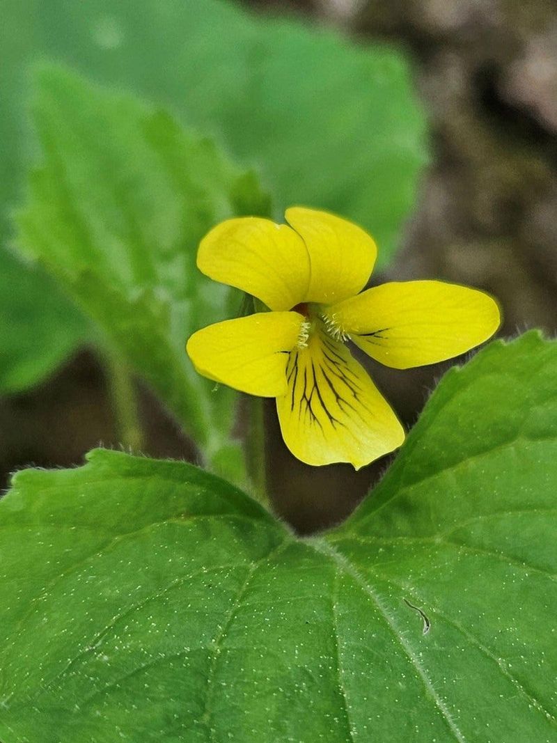 Lesser Celandine Is Illegal To Plant Lesser Celandine Is Illegal To Plant