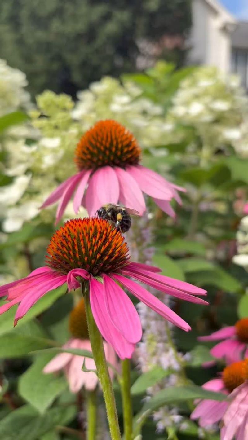 Let A Few Flowers Go To Seed
