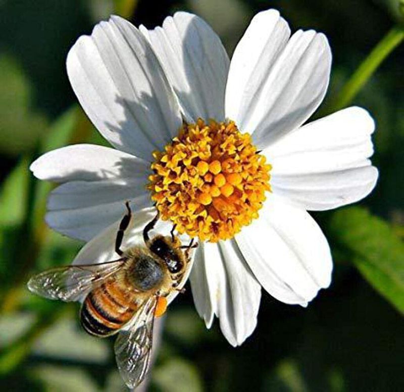 Let A Few Useful Wildflowers Stay Let A Few Useful Wildflowers Stay