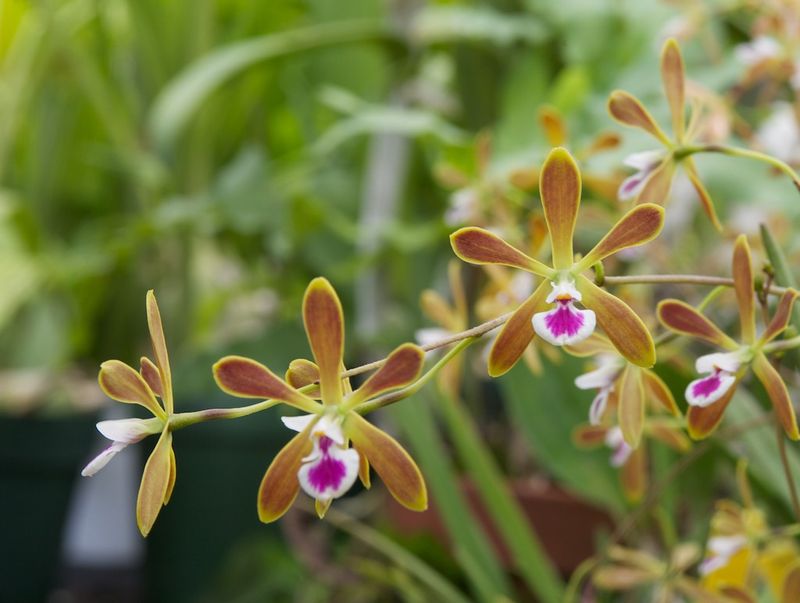 Let A Healthy Orchid Set The Blooming Pace