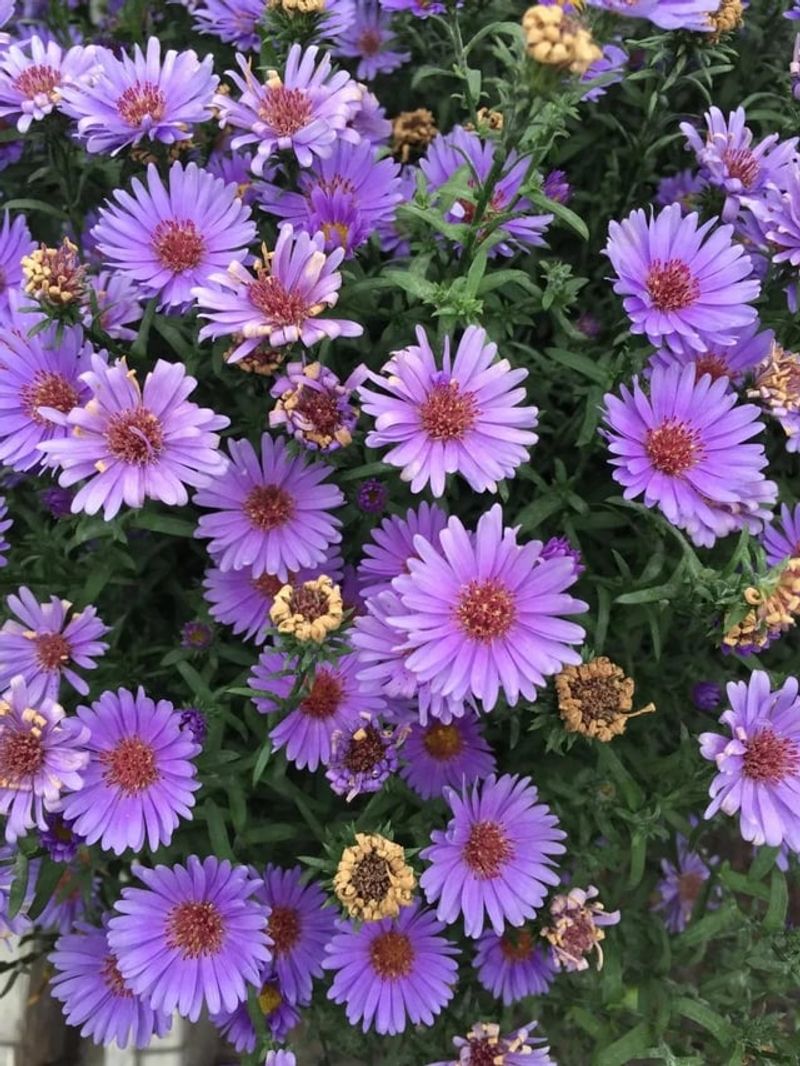 Let Asters Finish And Hold Seed Let Asters Finish And Hold Seed