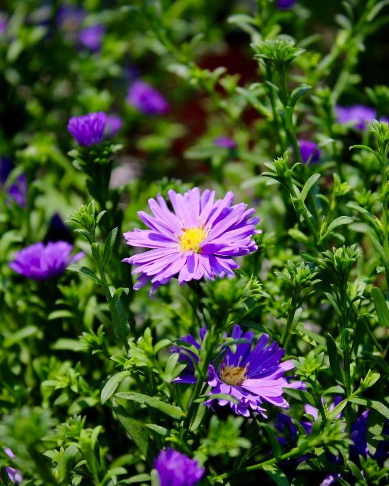 Let Asters Hold Their Late Seeds