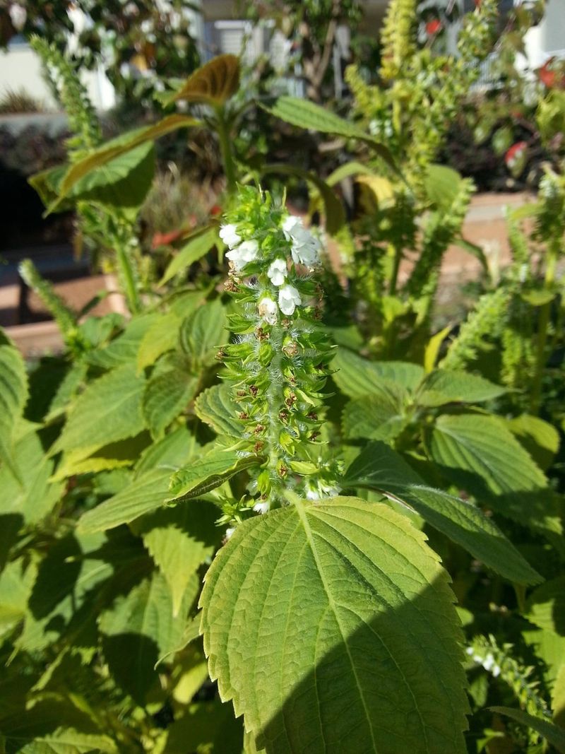 Let Basil Send Up Flower Spikes