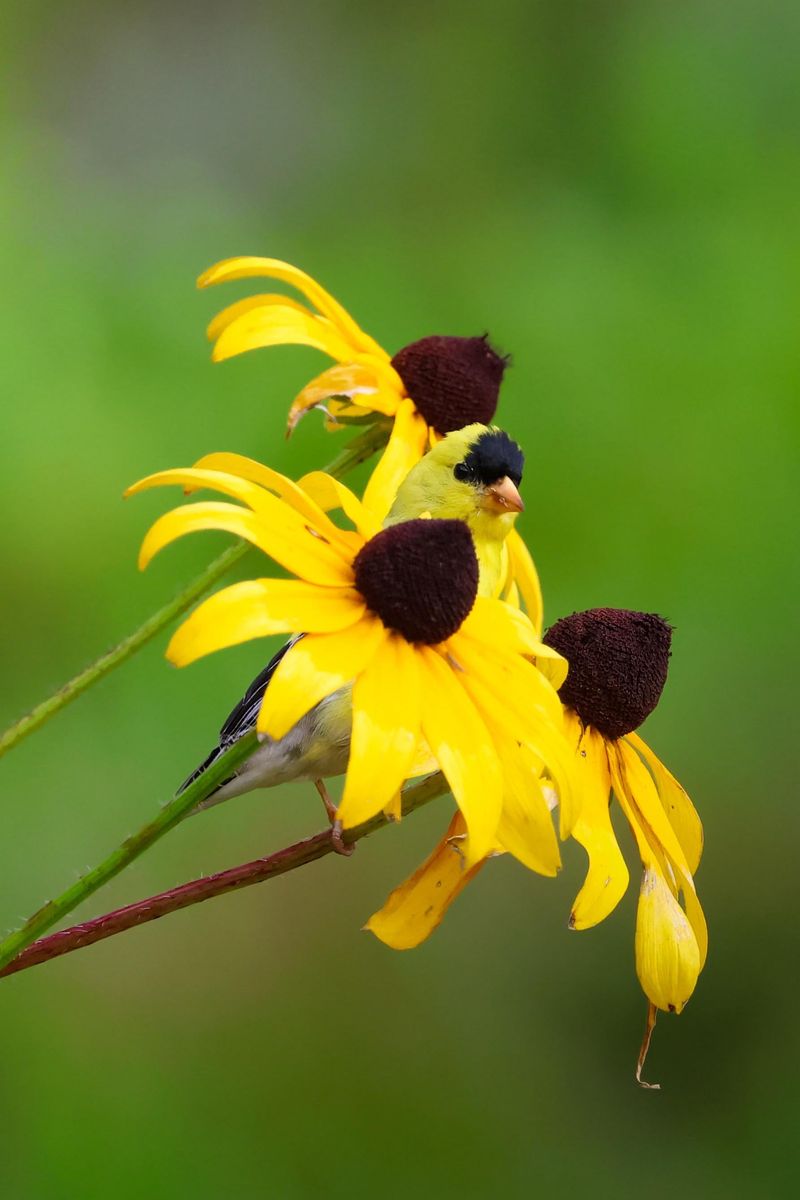 Let Birds Share The Late-Season Seeds