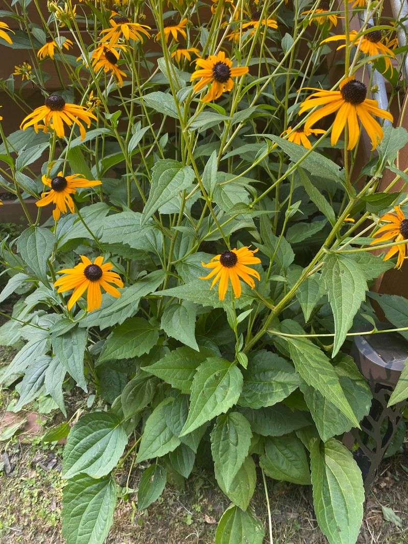Let Black-Eyed Susan Carry The Border