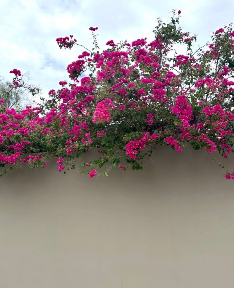 Let Bougainvillea Own The Hottest Wall