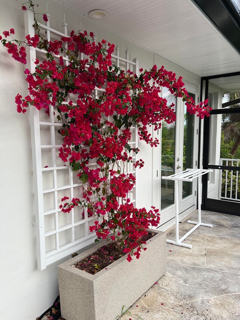 Let Bougainvillea Own The Sunny Corner