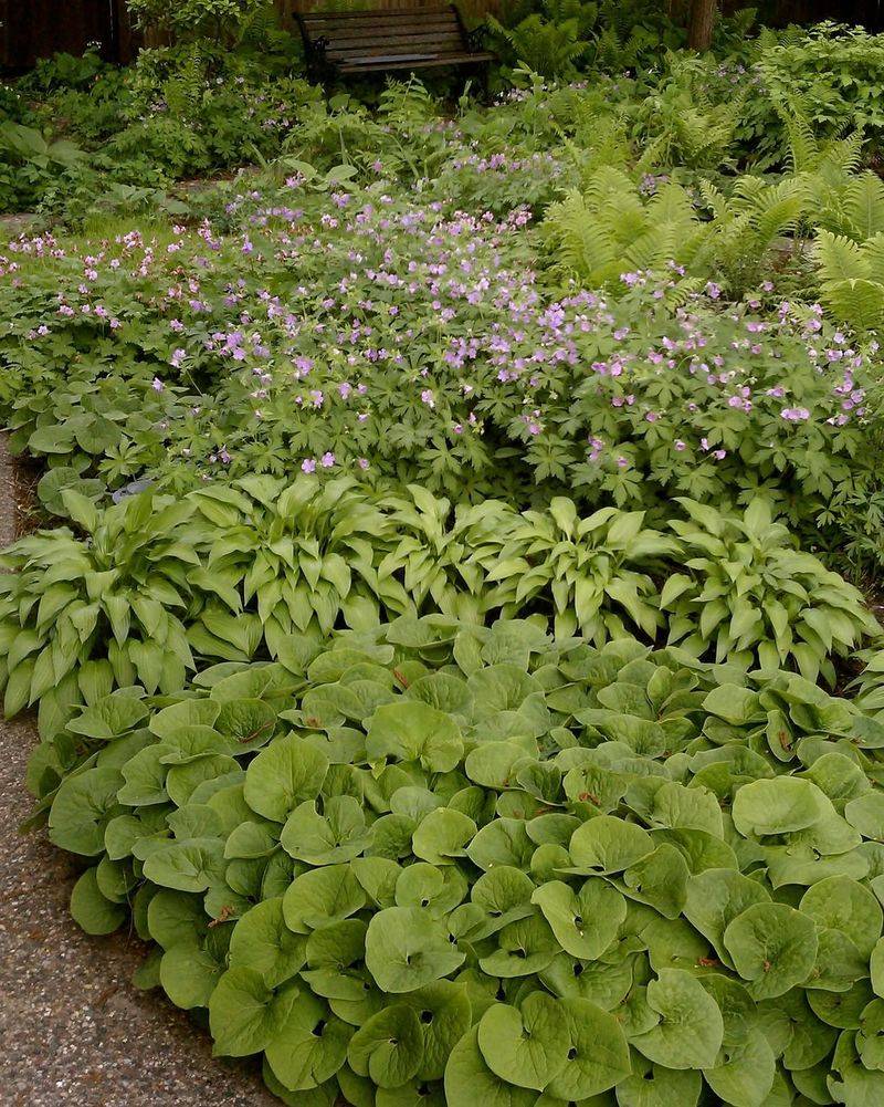 Let Broad Leaves Cover Bare Soil Let Broad Leaves Cover Bare Soil