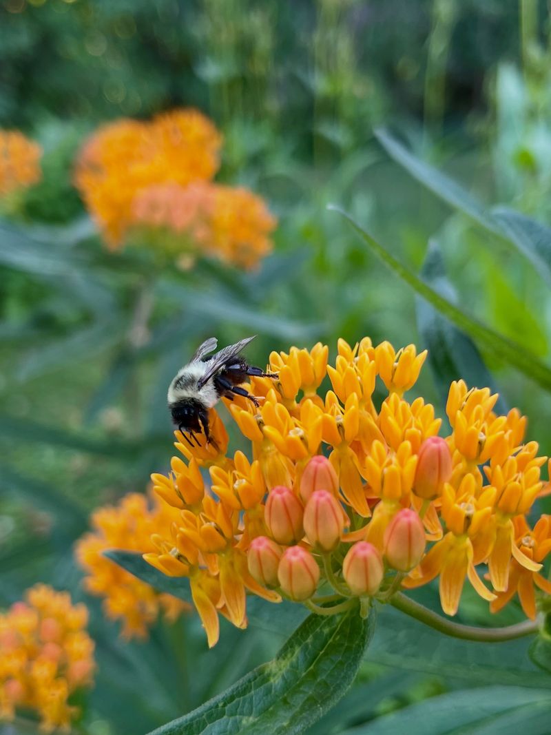 Let Butterfly Weed Take The Heat Let Butterfly Weed Take The Heat