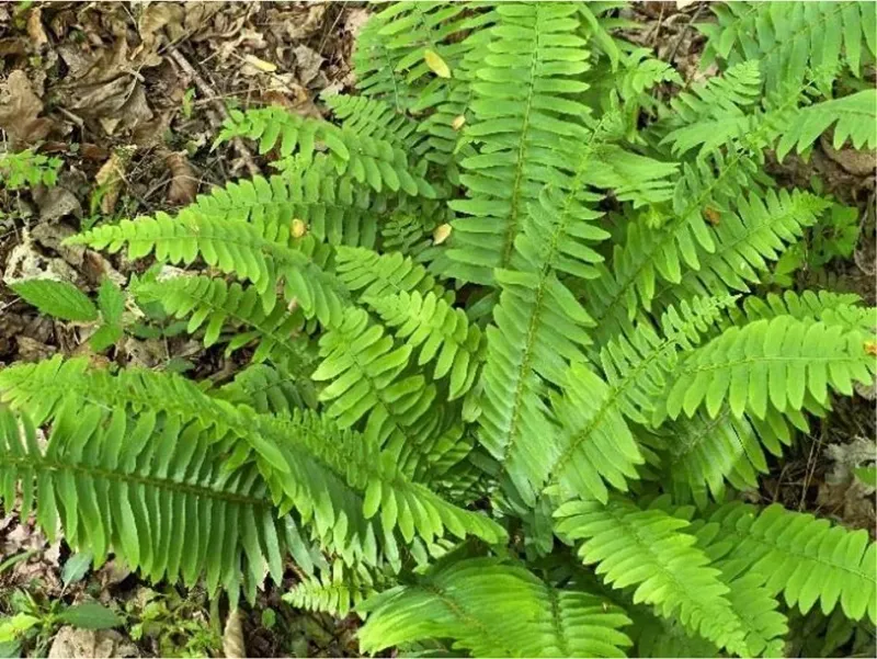 Let Christmas Fern Settle Between Woodland Rocks Let Christmas Fern Settle Between Woodland Rocks