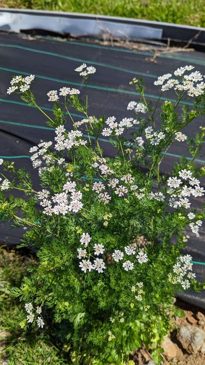 Let Cilantro Flower For Beneficial Insects Let Cilantro Flower For Beneficial Insects