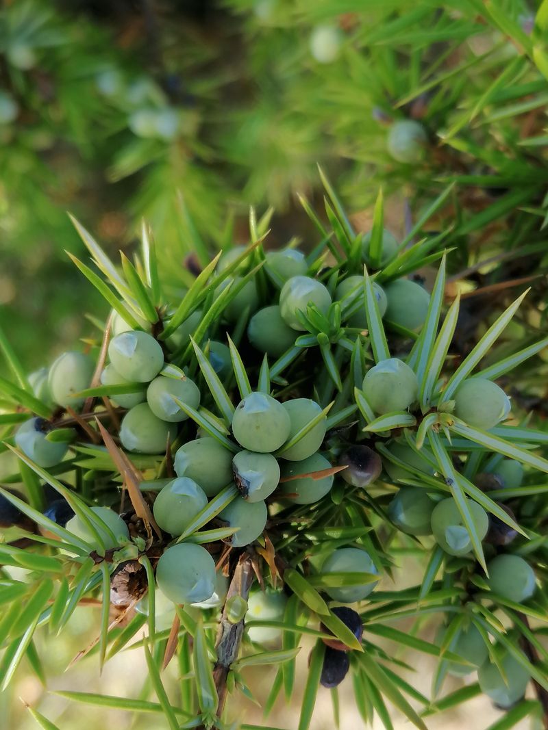 Let Common Juniper Grip A Rocky Slope Let Common Juniper Grip A Rocky Slope