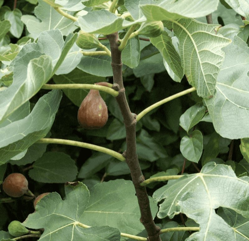 Let Cultivar and Region Set Expectations