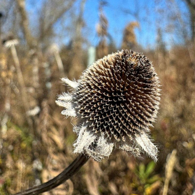 Let Damp Seed Heads Dry Completely
