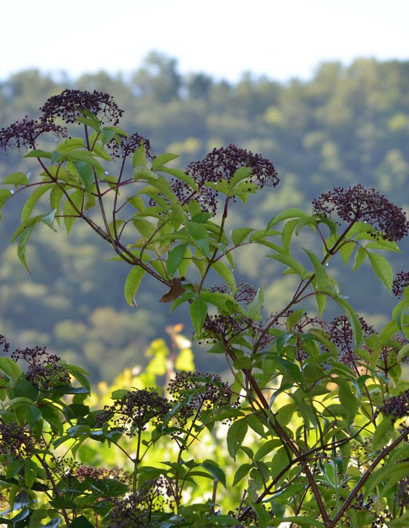 Let Dense Growth Block The View