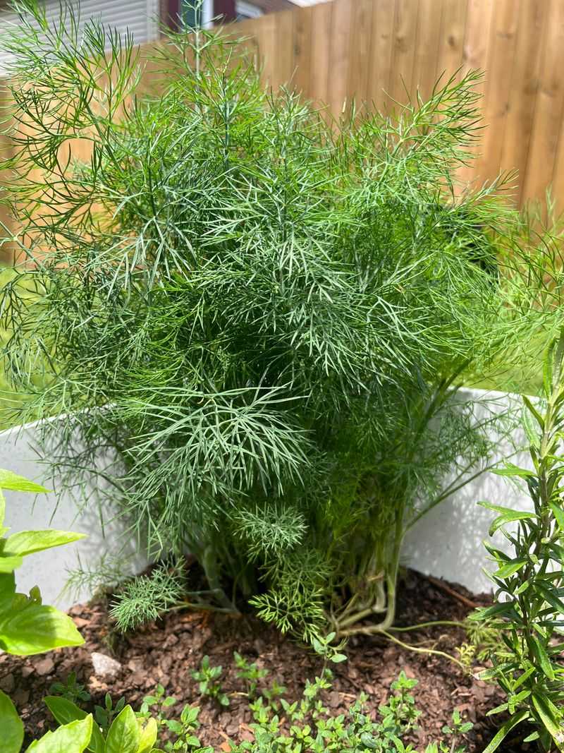 Let Dill Bloom Beyond The Kitchen Let Dill Bloom Beyond The Kitchen