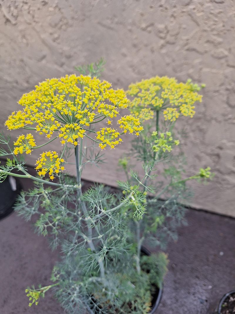 Let Dill Flower For Tiny Wasp Allies Let Dill Flower For Tiny Wasp Allies