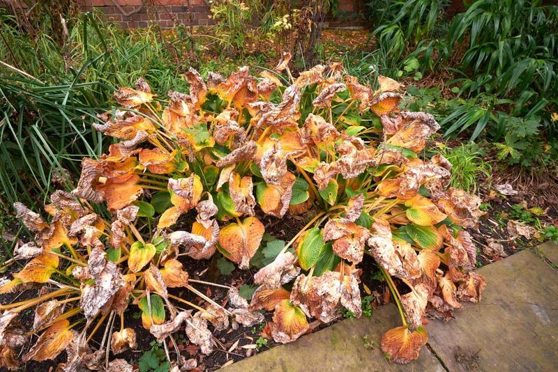 Let Dormancy Take Over Naturally Let Dormancy Take Over Naturally