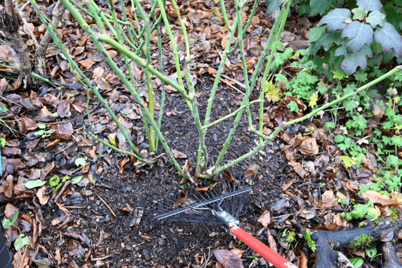 Let Dormancy Take Over Naturally