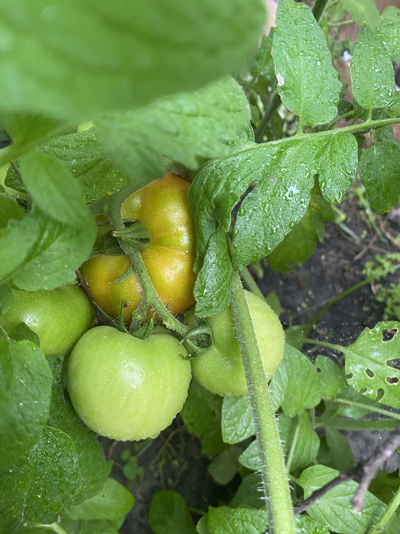 Let Existing Fruit Get The Plant's Energy Instead Let Existing Fruit Get The Plant's Energy Instead