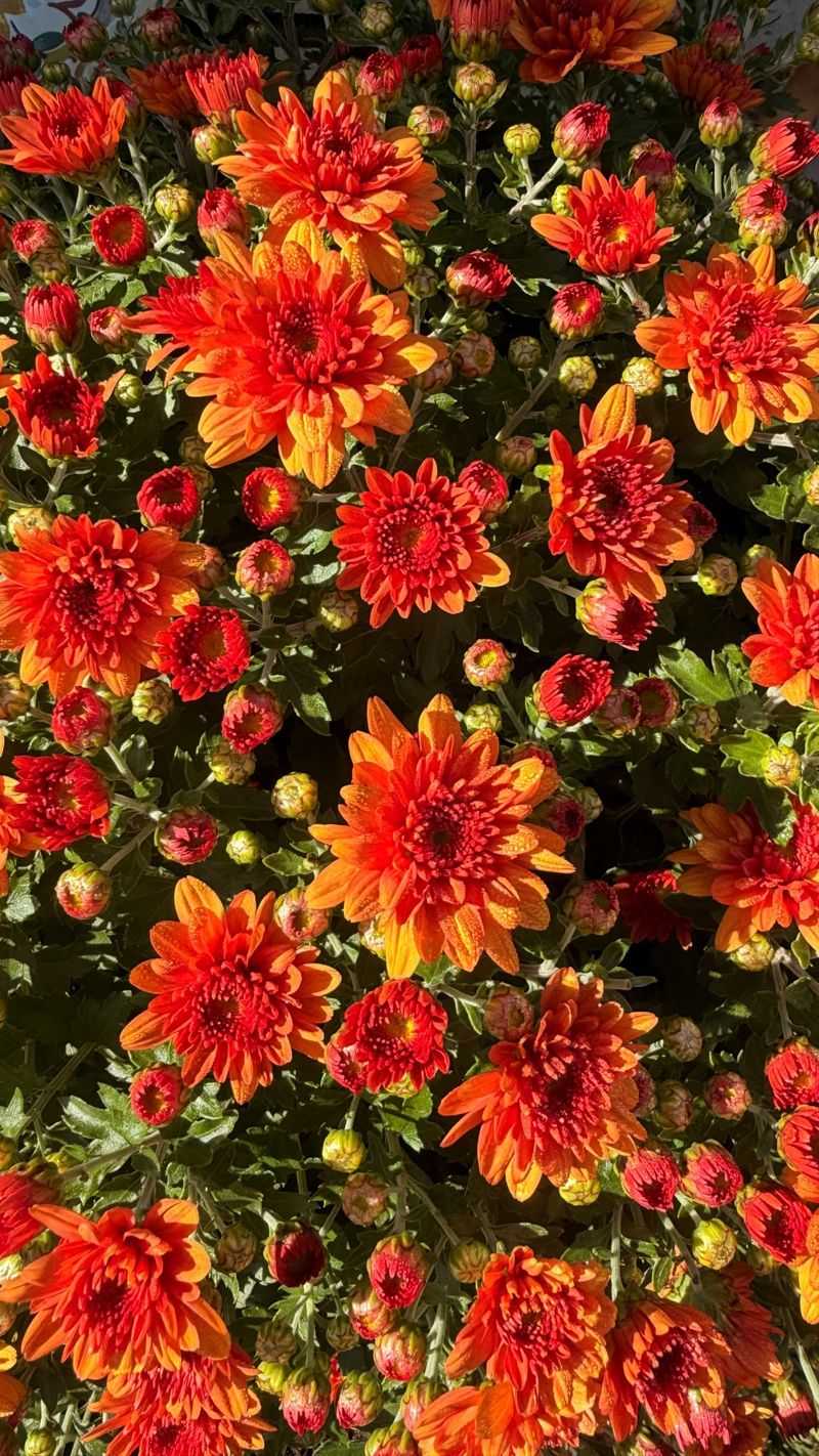 Let Fall Flowers Take Over
