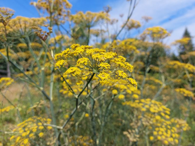 Let Fennel Feed Helpful Hunters