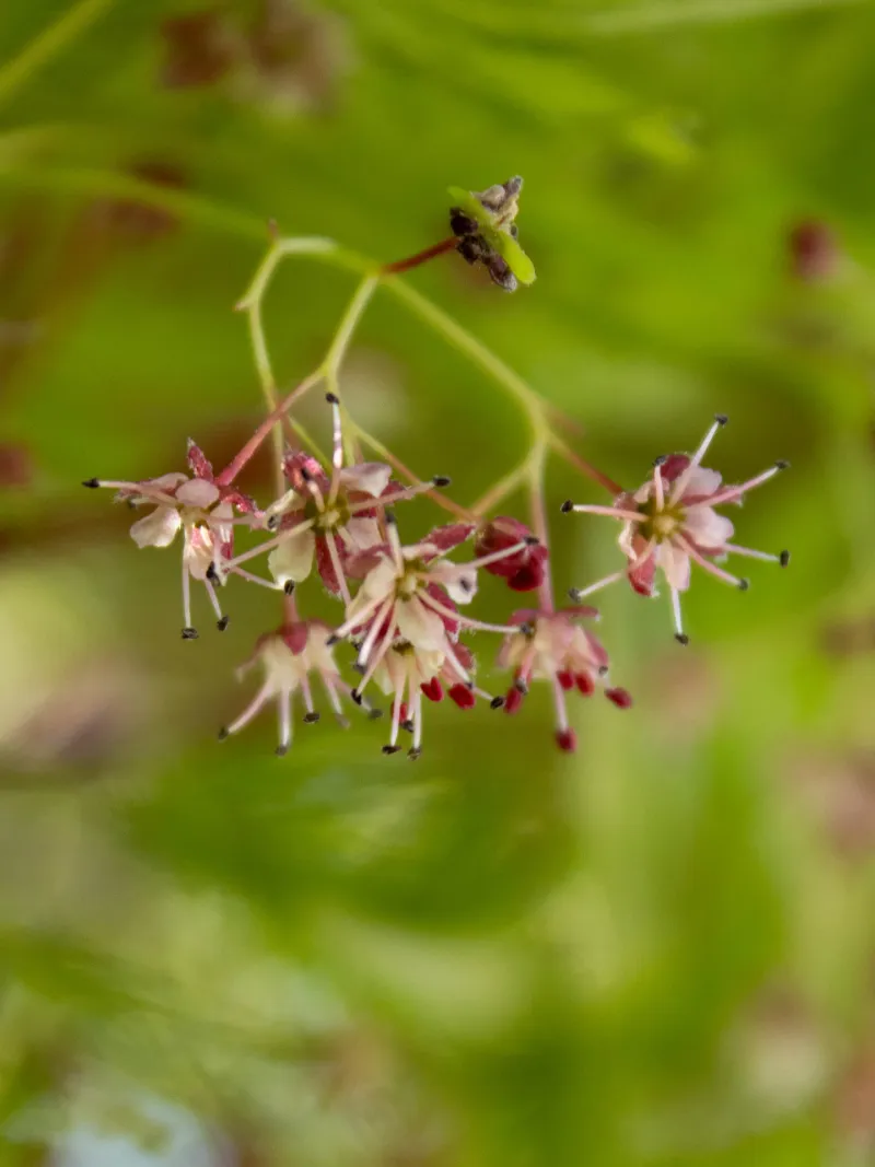 Let Flowers Support Beneficial Insects