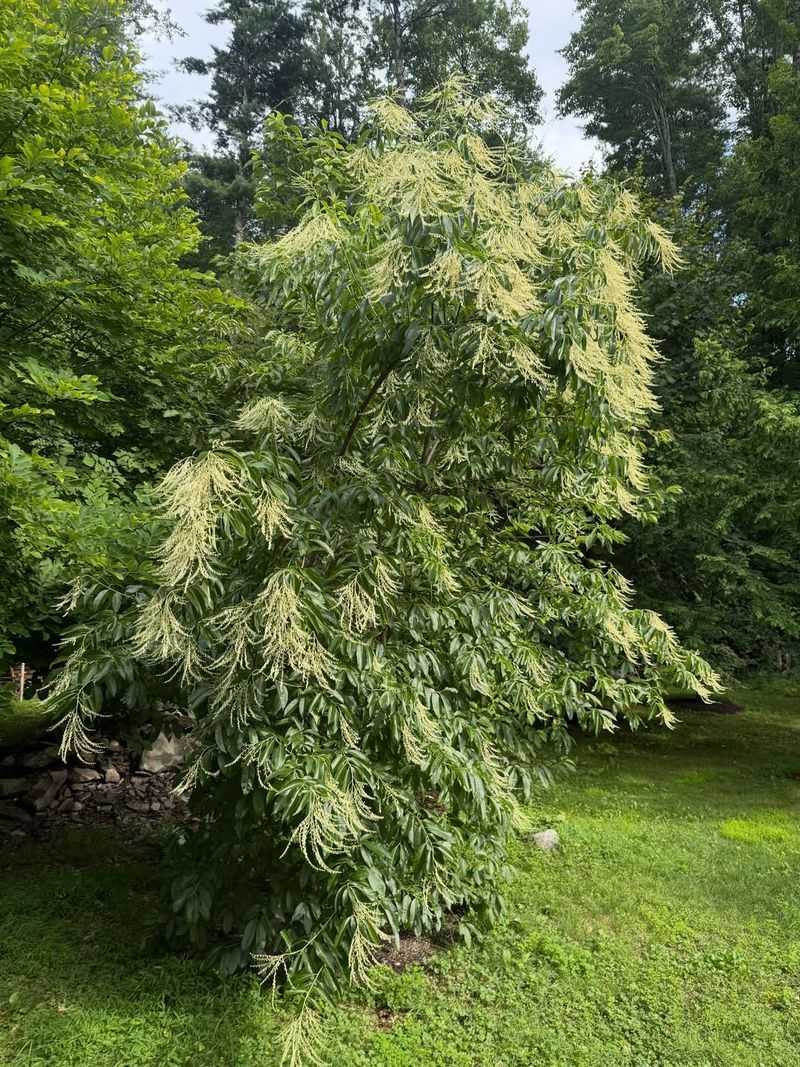 Let Fragrant Flower Panicles Hang Long Let Fragrant Flower Panicles Hang Long