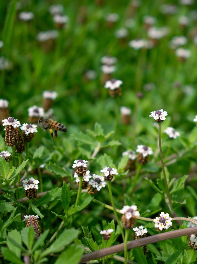 Let Frogfruit Weave A Pollinator Friendly Carpet Let Frogfruit Weave A Pollinator Friendly Carpet