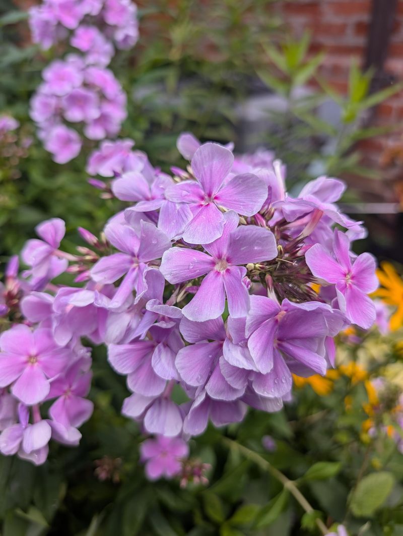 Let Garden Phlox Finish Its Show
