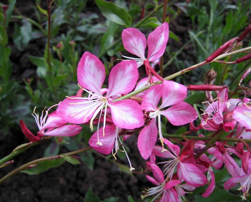 Let Gaura Float Above Dry Beds