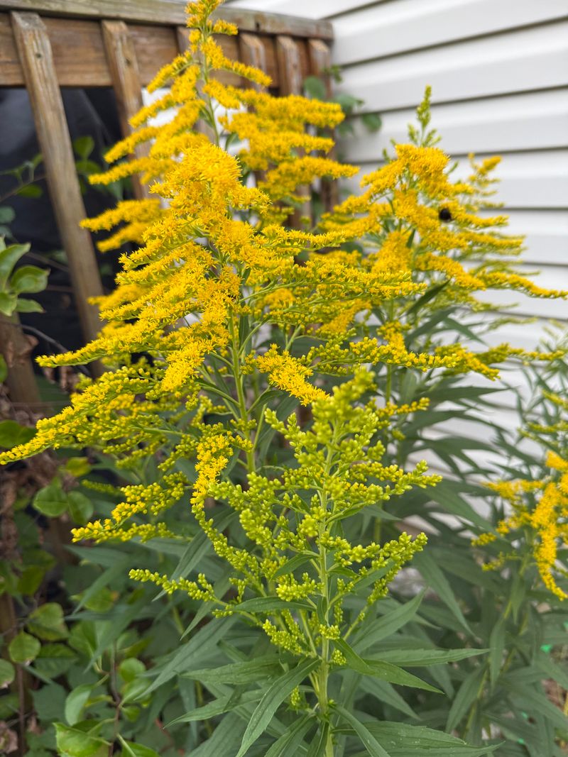 Let Goldenrod Carry Fall Blooms Let Goldenrod Carry Fall Blooms