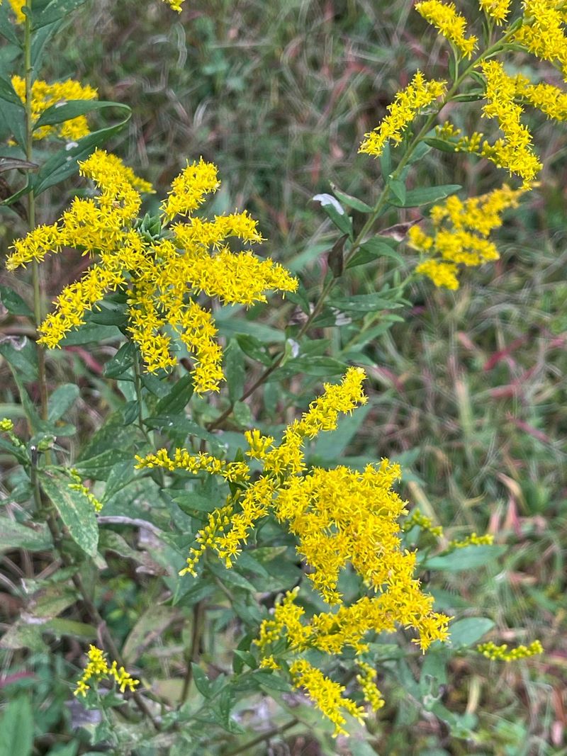 Let Goldenrod Finish The Season Let Goldenrod Finish The Season