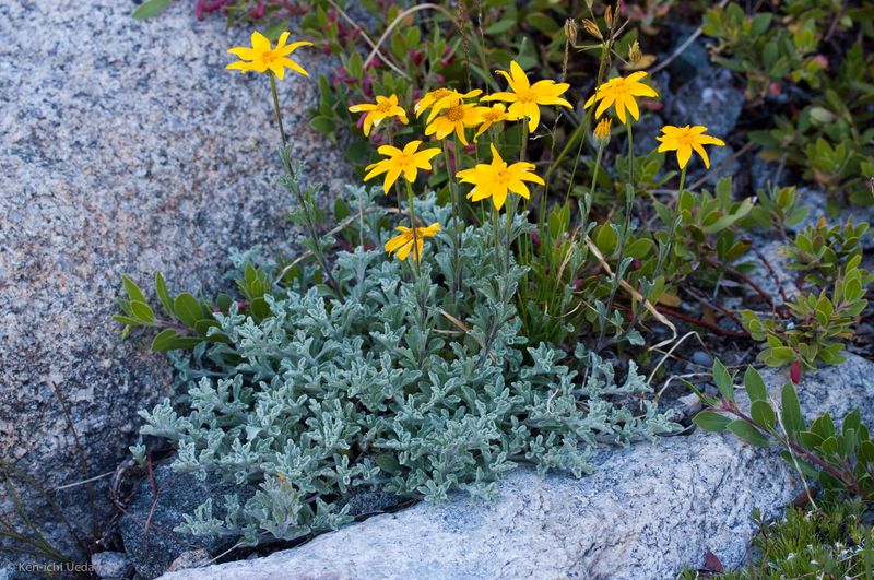 Let Gray Foliage Handle Dry Sites Let Gray Foliage Handle Dry Sites