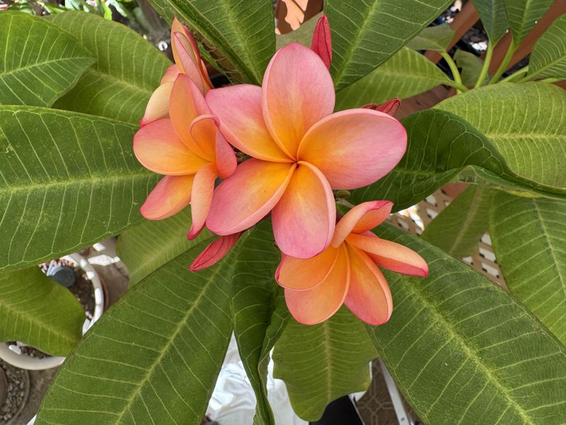 Let Healthy Growth Carry The Next Bloom