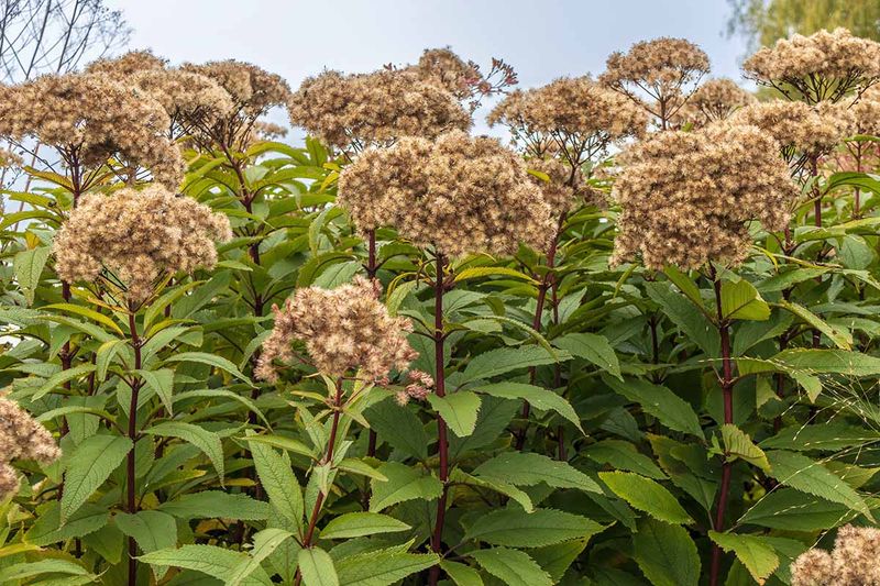 Let Joe Pye Weed Finish The Season