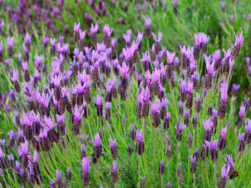 Let Lavender Guard The Sunniest Border Let Lavender Guard The Sunniest Border