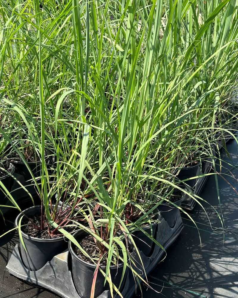 Let Lemongrass Fill A Large Pot Let Lemongrass Fill A Large Pot
