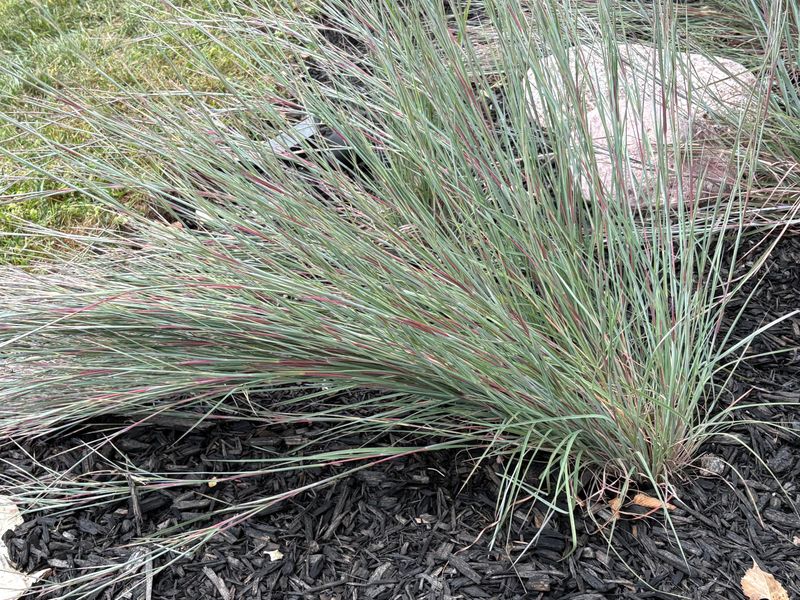 Let Little Bluestem Handle Dry Heat