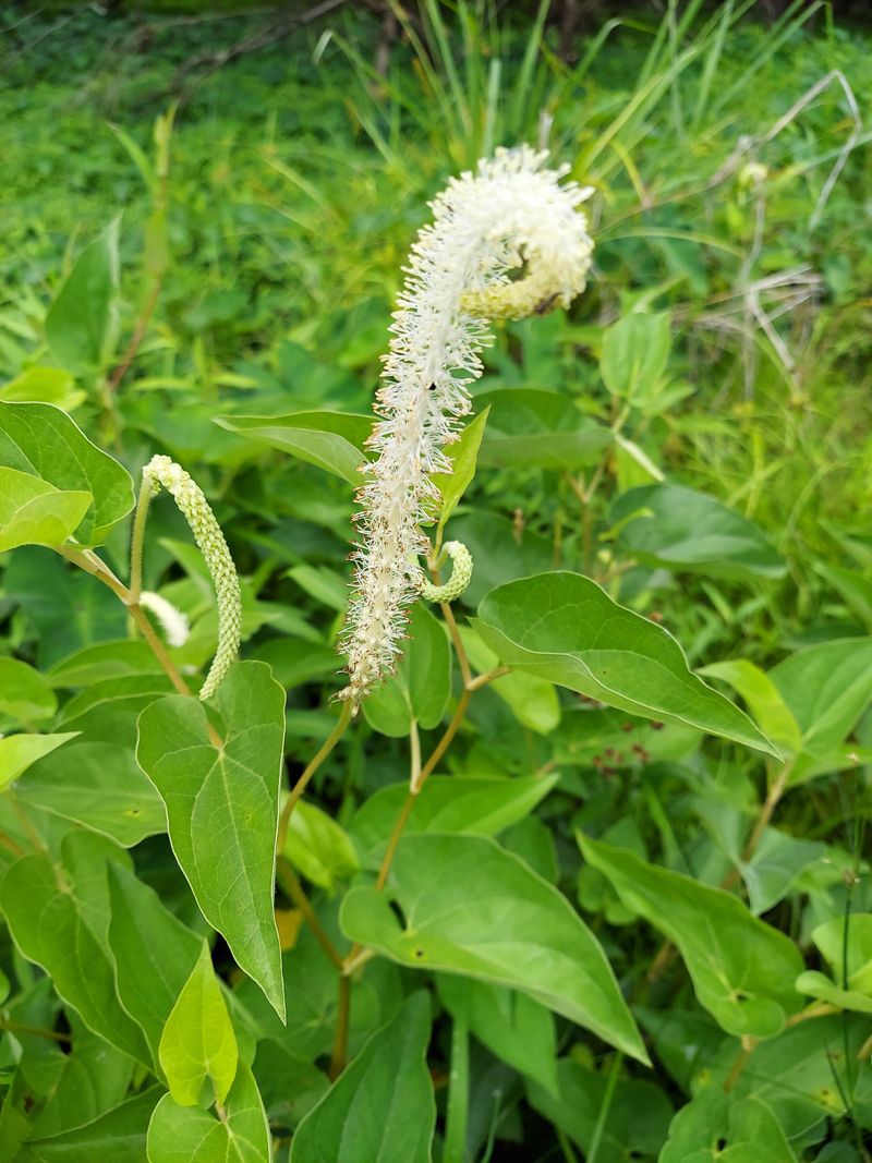 Let Lizard's Tail Fill Moist Ground