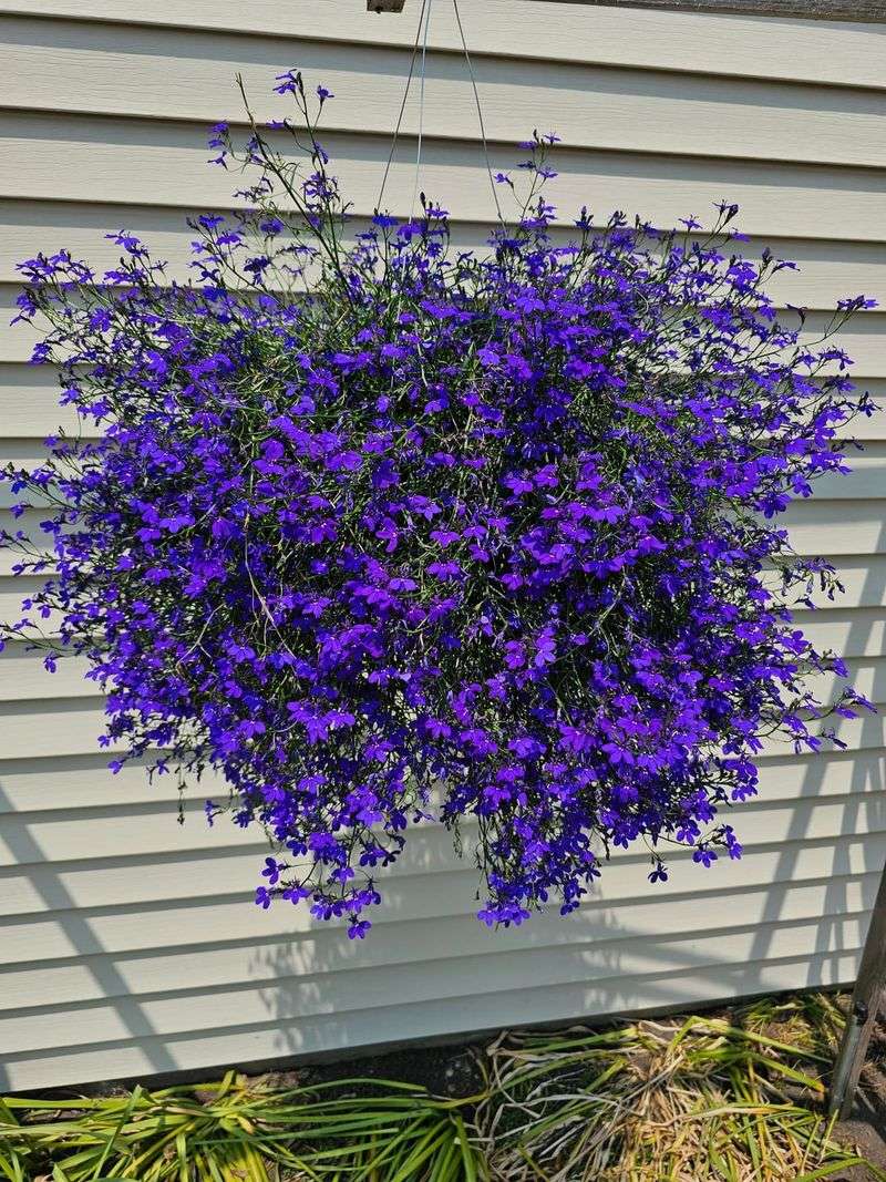 Let Lobelia Spill Over Basket Edges