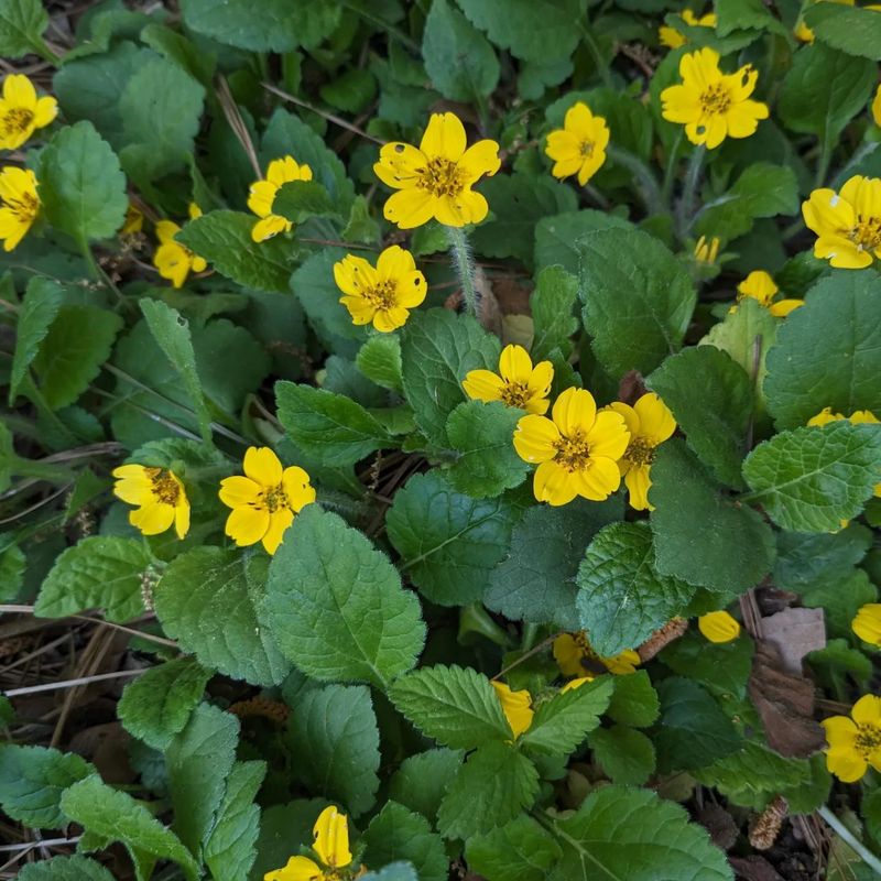 Let Low Growth Cover Bare Soil