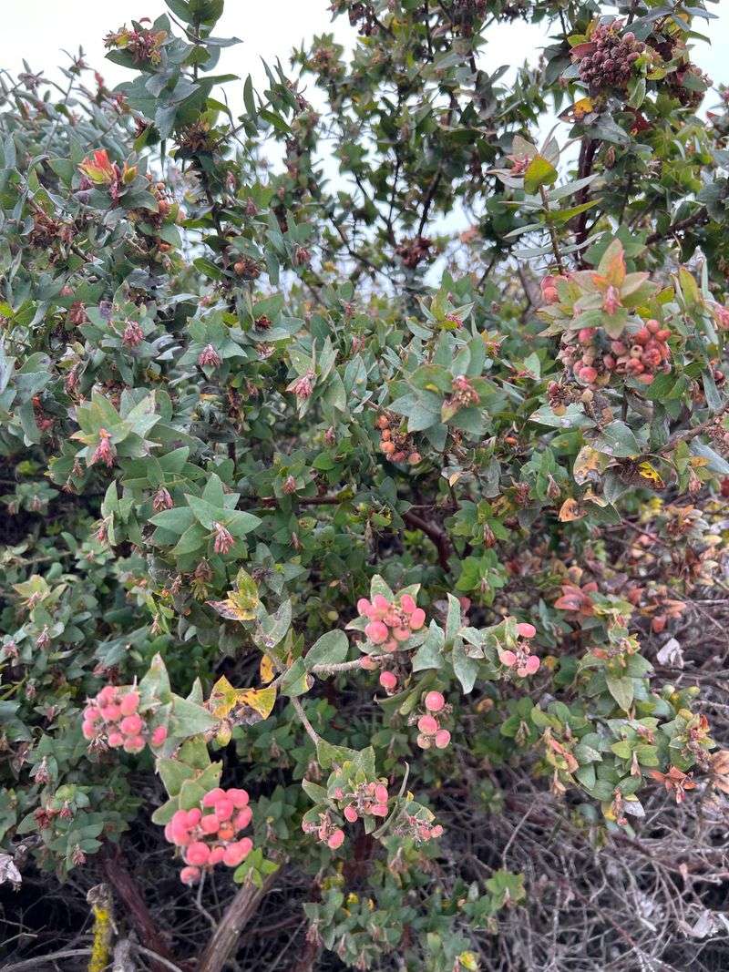 Let Manzanita Show Off Its Branching Let Manzanita Show Off Its Branching
