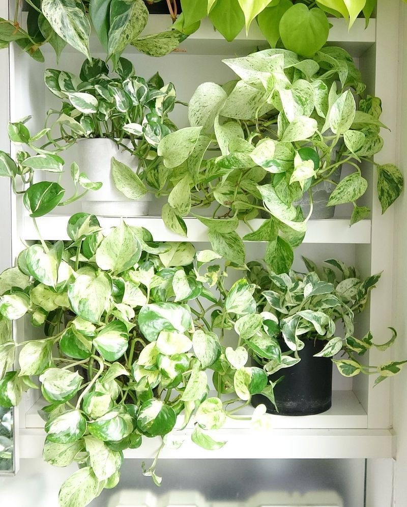 Let Marble Queen Pothos Spill Over Let Marble Queen Pothos Spill Over