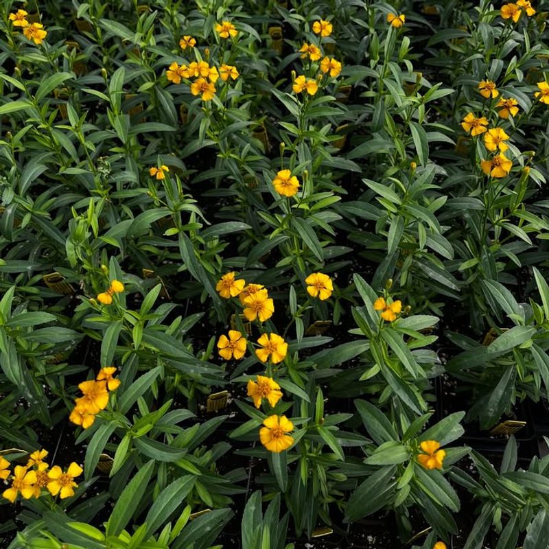 Let Mexican Tarragon Add A Golden Designer Touch