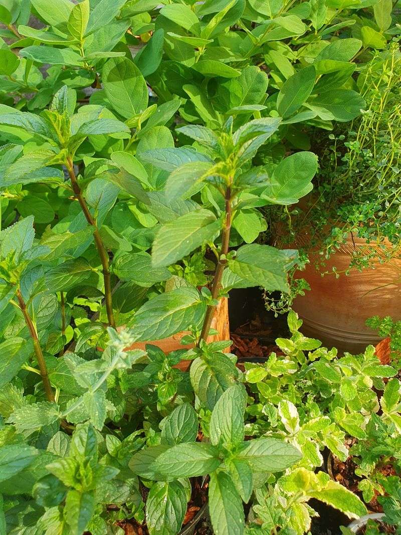 Let Mint Slow Down Naturally