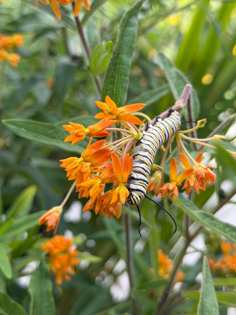 Let Monarch Caterpillars Take Their Share Let Monarch Caterpillars Take Their Share